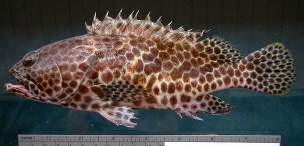 Honeycomb grouper © <a href="//commons.wikimedia.org/wiki/User:Jeanloujustine" title="User:Jeanloujustine">Jean-Lou Justine</a>