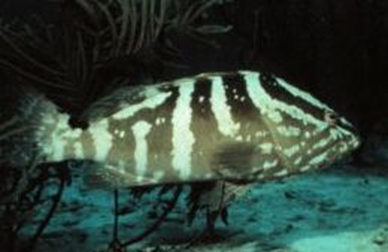 Nassau grouper © Specific credit: OAR/National Undersea Research Program (NURP)