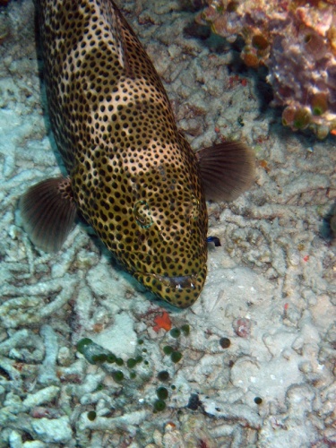Greasy grouper © <a rel="nofollow" class="external text" href="https://www.flickr.com/people/ecallaghan/">Edward Callaghan (edwardcallaghan73)</a>
