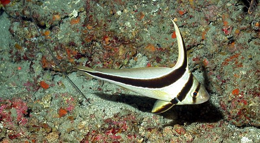 Jack-knifefish © NURC/UNCW and NOAA/FGBNMS.