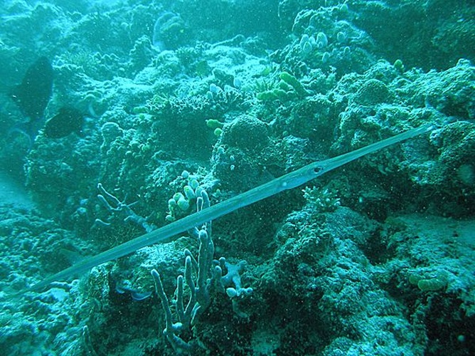 Bluespotted cornetfish © Matthias Kleine --&gt; <a href="https://de.wikipedia.org/wiki/Benutzer:Mkleine" class="extiw" title="de:Benutzer:Mkleine">Mkleine</a>