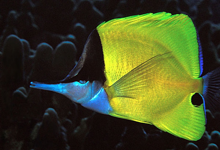 Forcipiger flavissimus © <a rel="nofollow" class="external text" href="https://www.flickr.com/people/laszlo-photo/">LASZLO ILYES (laszlo-photo) from Cleveland, Ohio, USA</a>