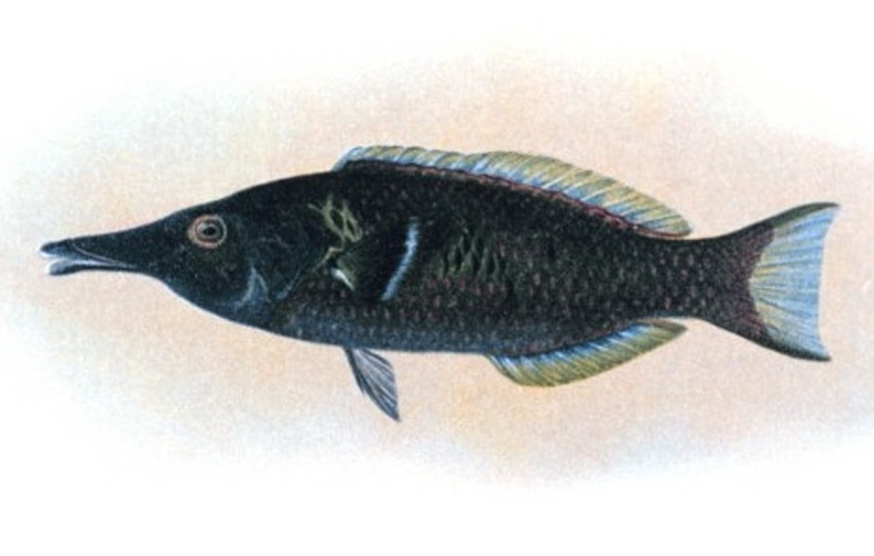 Gomphosus varius &copy; 