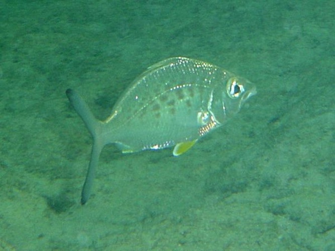 Gerres cinereus &copy; <a rel="nofollow" class="external text" href="http://herramientas.educa.madrid.org/animalandia/autor.php?nombre=Fernando%20Herranz%20Mart%EDn">Fernando Herranz Martín</a>