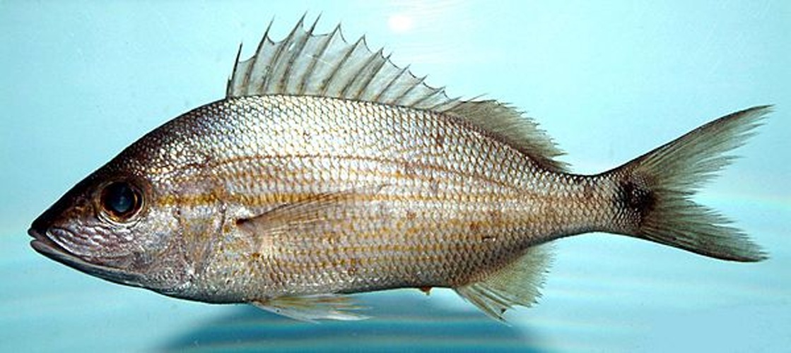 Haemulon aurolineatum &copy; SEFSC Pascagoula Laboratory; Collection of Brandi Noble, NOAA/NMFS/SEFSC