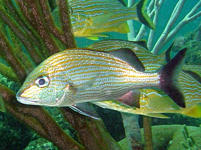 Caesar grunt &copy; <a rel="nofollow" class="external text" href="http://herramientas.educa.madrid.org/animalandia/autor.php?nombre=Fernando%20Herranz%20Mart%EDn">Fernando Herranz Martín</a>