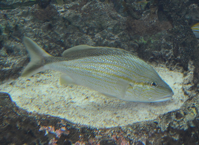 Haemulon melanurum &copy; Frank M Greco