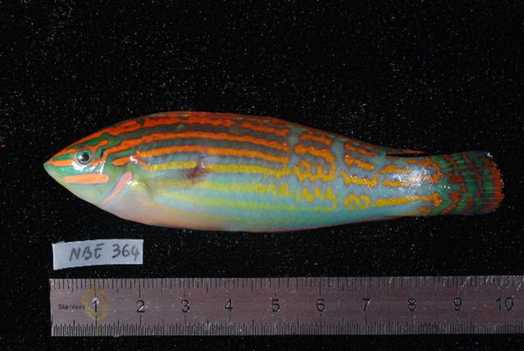 Halichoeres cosmetus © Unspecified