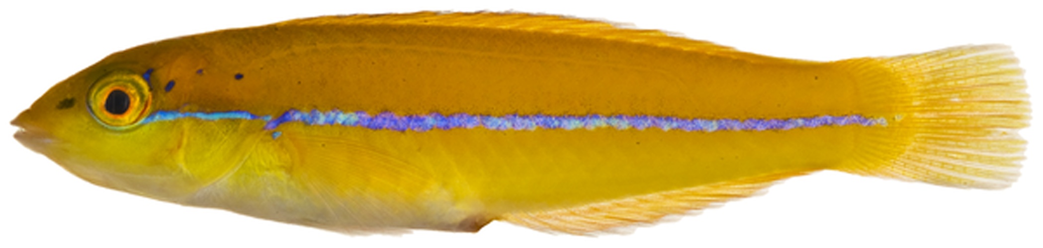 Halichoeres garnoti © Williams, J. T.; Carpenter, K. E.; Van Tassell, J. L.; Hoetjes, P.; Toller, W.; Etnoyer, P.; Smith, M.