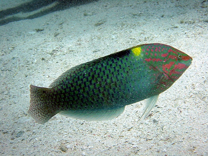 Checkerboard wrasse © <a href="//commons.wikimedia.org/w/index.php?title=User:Photo2222&amp;action=edit&amp;redlink=1" class="new" title="User:Photo2222 (page does not exist)">Photo2222</a>