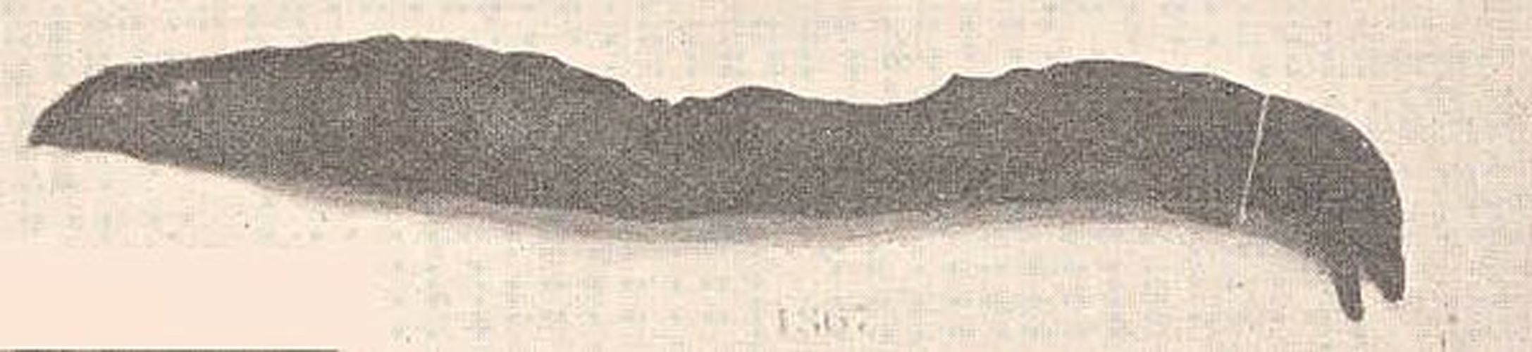 Gymnothorax buroensis &copy; <bdi><a href="https://en.wikipedia.org/wiki/en:Alvin_Seale" class="extiw" title="w:en:Alvin Seale">Alvin Seale</a>
</bdi>