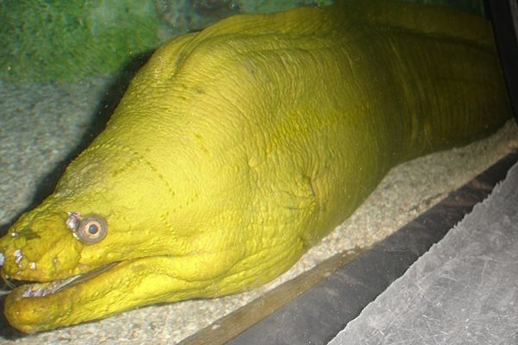 green moray © <a href="//commons.wikimedia.org/wiki/User:Blueag9" title="User:Blueag9">Blueag9</a>