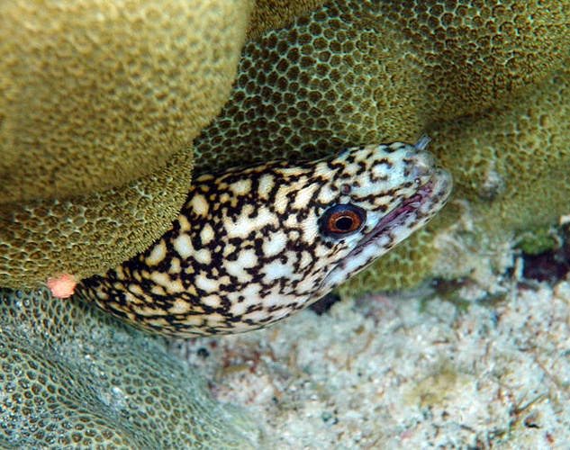 Turkey moray © <a rel="nofollow" class="external text" href="https://sites.google.com/site/thebrockeninglory/">Brocken Inaglory</a>