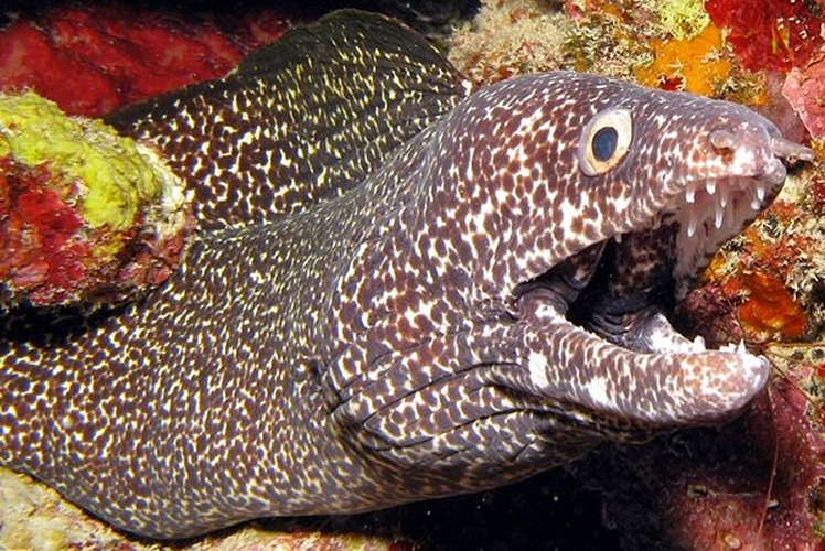 Spotted moray © <a href="//commons.wikimedia.org/w/index.php?title=User:Florentny&amp;action=edit&amp;redlink=1" class="new" title="User:Florentny (page does not exist)">Florent Charpin</a>