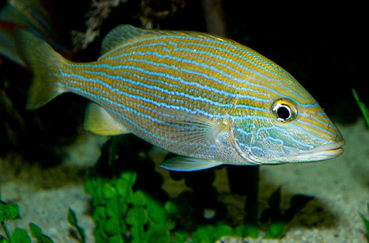 Blue Striped Grunt © <a rel="nofollow" class="external text" href="https://www.flickr.com/photos/19731486@N07">Brian Gratwicke</a>