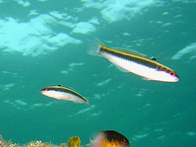 Halichoeres maculipinna © <a rel="nofollow" class="external text" href="http://herramientas.educa.madrid.org/animalandia/autor.php?nombre=Fernando%20Herranz%20Mart%EDn">Fernando Herranz Martín</a>