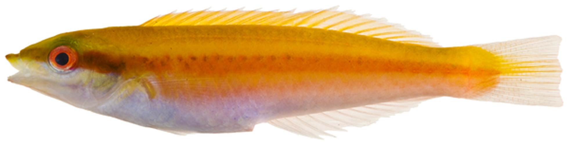 Halichoeres pictus &copy; Williams, J. T.; Carpenter, K. E.; Van Tassell, J. L.; Hoetjes, P.; Toller, W.; Etnoyer, P.; Smith, M.