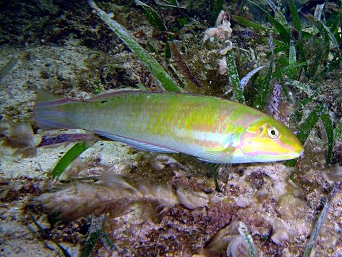 Halichoeres poeyi &copy; <a rel="nofollow" class="external text" href="http://herramientas.educa.madrid.org/animalandia/autor.php?nombre=Fernando%20Herranz%20Mart%EDn">Fernando Herranz Martín</a>