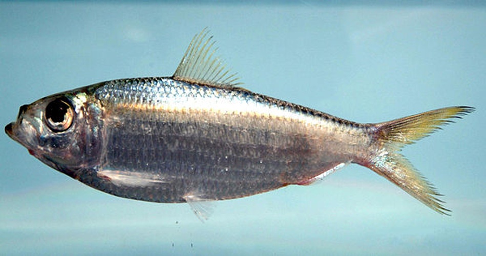 Scaled sardine © <a rel="nofollow" class="external text" href="https://www.flickr.com/people/51647007@N08">NOAA Photo Library</a>