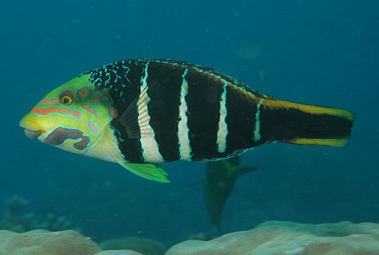 Hemigymnus fasciatus &copy; <a rel="nofollow" class="external text" href="https://www.flickr.com/people/leonardlow/">Leonard Low from Australia</a>