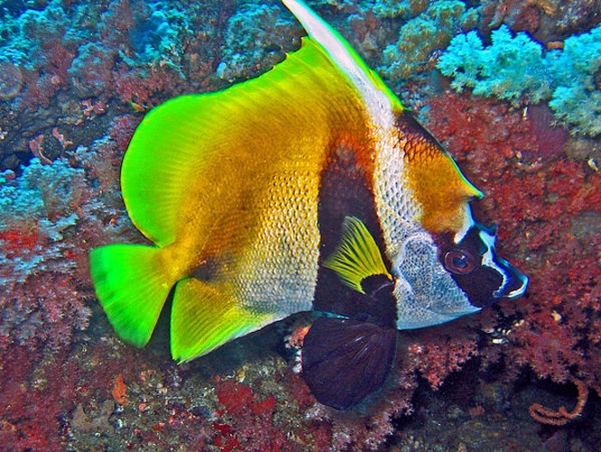 Heniochus monoceros &copy; <a href="//commons.wikimedia.org/wiki/User:Hectonichus" title="User:Hectonichus">Hectonichus</a>