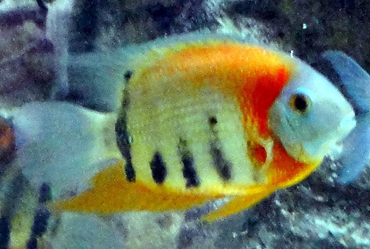 Heros efasciatus © <a href="//commons.wikimedia.org/wiki/User:Jutta234" class="mw-redirect" title="User:Jutta234">Jutta234</a>