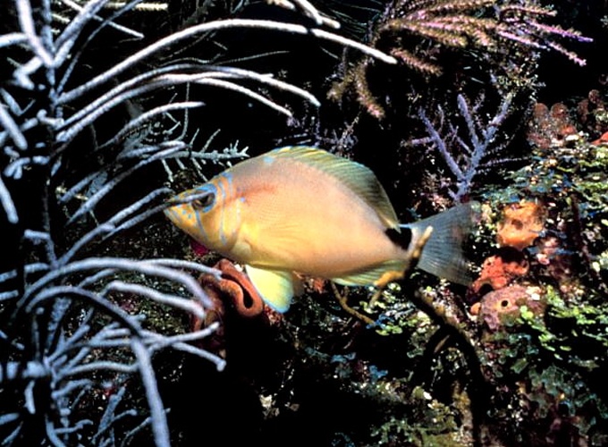 Hypoplectrus unicolor © 