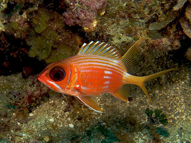 Longspine squirrelfish © <a href="//commons.wikimedia.org/wiki/User:Nhobgood" title="User:Nhobgood">Nhobgood</a> (<a href="//commons.wikimedia.org/wiki/User_talk:Nhobgood" title="User talk:Nhobgood"><span class="signature-talk">talk</span></a>) Nick Hobgood