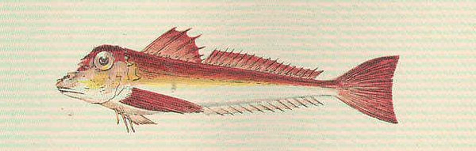 Lepidotrigla grandis © <bdi><a href="https://en.wikipedia.org/wiki/en:Jonathan_Couch" class="extiw" title="w:en:Jonathan Couch">Jonathan Couch</a>
</bdi>