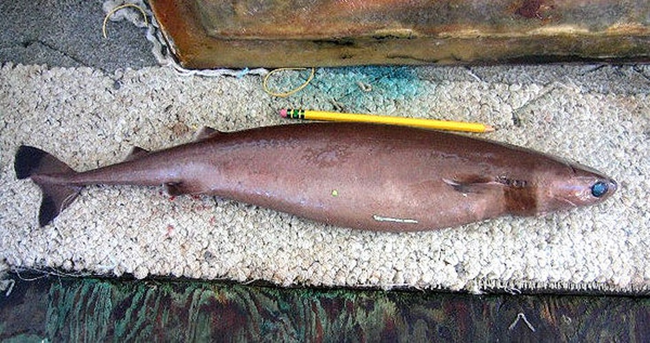cookiecutter shark &copy; NOAA Observer Project
