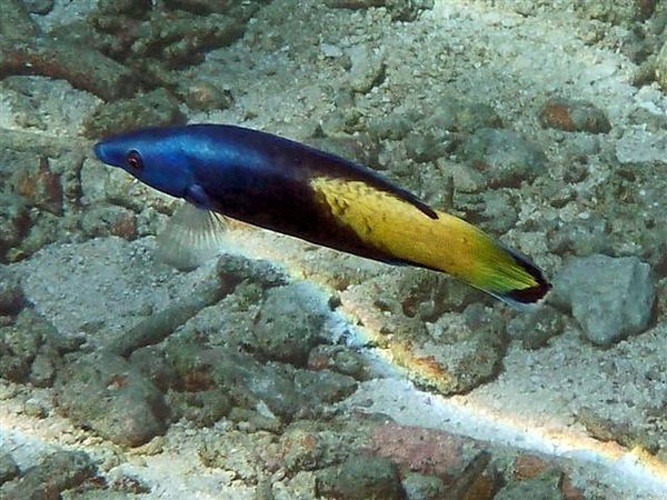 Labroides bicolor &copy; Rainer Kretzberg