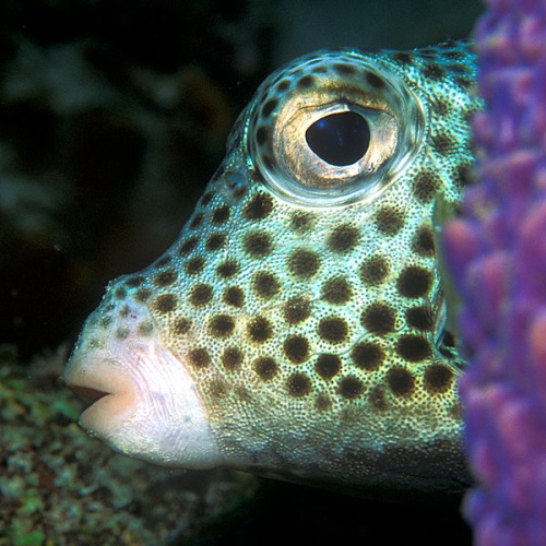 Spotted trunkfish © <a rel="nofollow" class="external text" href="https://www.flickr.com/photos/40467171@N00/">LASZLO ILYES from Cleveland, Ohio, USA</a>