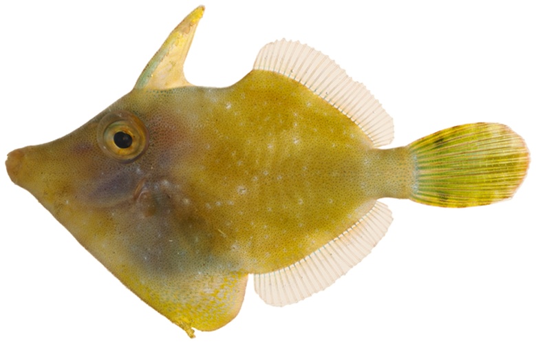 Monacanthus ciliatus © Williams, J. T.; Carpenter, K. E.; Van Tassell, J. L.; Hoetjes, P.; Toller, W.; Etnoyer, P.; Smith, M.