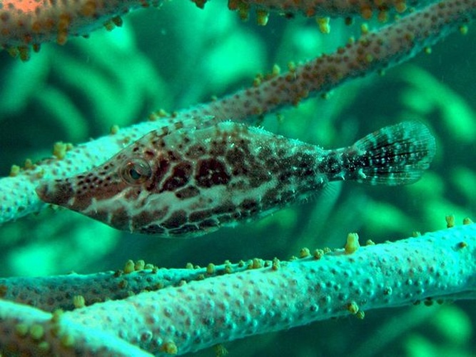 Monacanthus tuckeri © <a rel="nofollow" class="external text" href="https://www.flickr.com/photos/26694022@N00">Chika Watanabe</a>