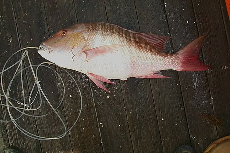 Mutton snapper © <a rel="nofollow" class="external text" href="https://www.flickr.com/people/51647007@N08">NOAA Photo Library</a>