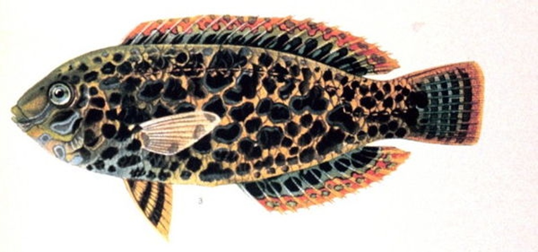 Macropharyngodon meleagris &copy; 