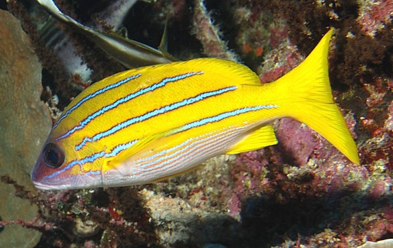 Bluestripe snapper © <a href="//commons.wikimedia.org/wiki/User:Albert_kok" title="User:Albert kok">Albert kok</a>