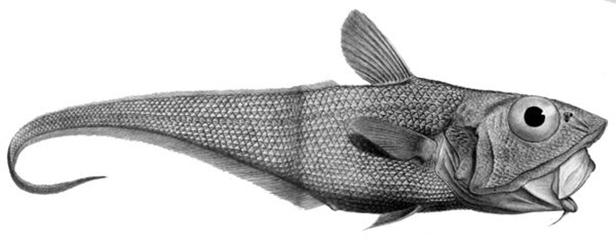 Ridge scaled rattail &copy; <span lang="en">Unknown</span>