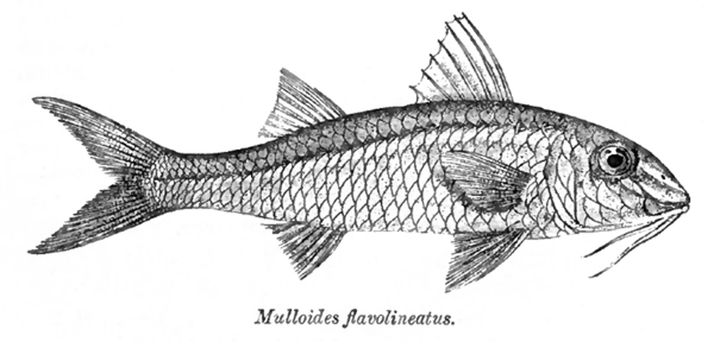 Mulloidichthys flavolineatus © Sir <a href="//commons.wikimedia.org/w/index.php?title=Francis_Day&amp;action=edit&amp;redlink=1" class="new" title="Francis Day (page does not exist)">Francis Day</a>