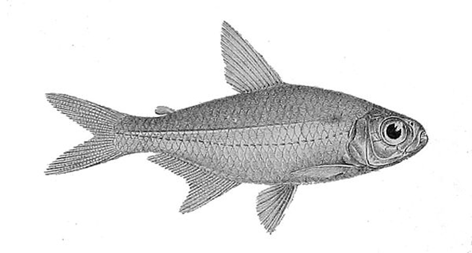 Moenkhausia collettii © <span lang="en">Anonymous</span><div style="display: none;">Unknown author</div>