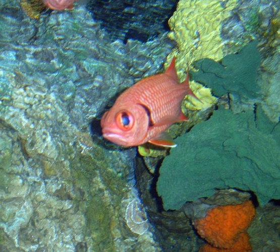 Blotcheye soldierfish © 
