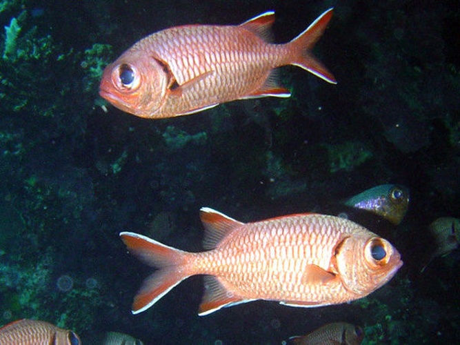 Myripristis murdjan &copy; <a rel="nofollow" class="external text" href="http://herramientas.educa.madrid.org/animalandia/autor.php?nombre=Fernando%20Herranz%20Mart%EDn">Fernando Herranz Martín</a>