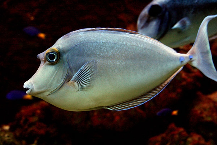 Bluespine unicornfish © <a href="//commons.wikimedia.org/wiki/User:Karelj" title="User:Karelj">Karelj</a>