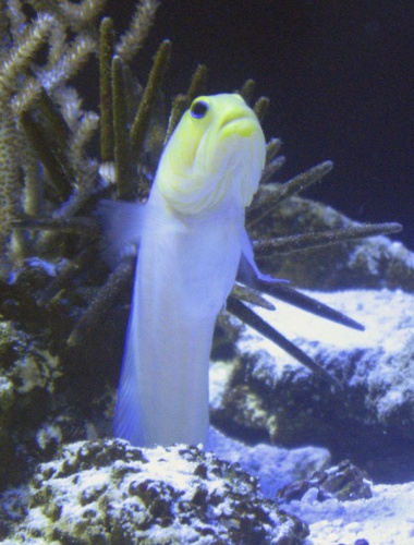 Yellowhead jawfish © 