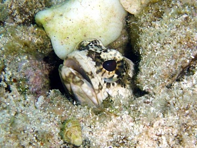 Opistognathus macrognathus © <a rel="nofollow" class="external text" href="http://herramientas.educa.madrid.org/animalandia/autor.php?nombre=Fernando%20Herranz%20Mart%C3%ADn">Fernando Herranz Martín</a>