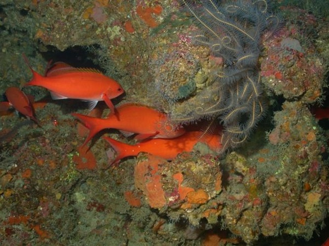 Paranthias furcifer © NURC/UNCW and NOAA/FGBNMS