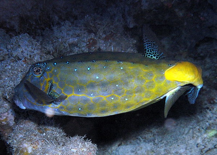 Yellow boxfish © J. Petersen