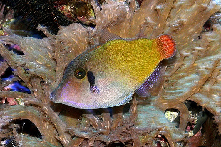 Pervagor janthinosoma © <a href="//commons.wikimedia.org/wiki/User:Haplochromis" title="User:Haplochromis">Haplochromis</a>