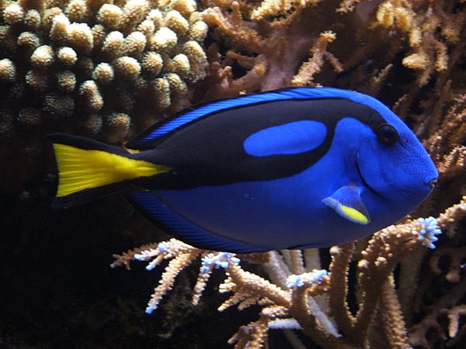 Paracanthurus hepatus © <a href="//commons.wikimedia.org/wiki/User:Tewy" title="User:Tewy">Tewy</a>