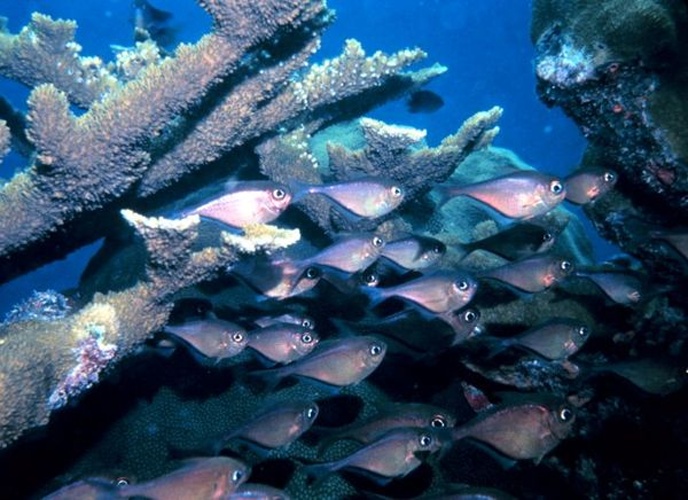 Pempheris schomburgkii &copy; 